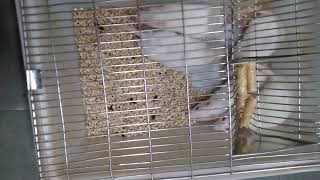 How the white rats Sprague  Dawley behaves in laboratory cage [upl. by Mettah]