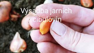 Jak na výsadbu jarních cibulovin [upl. by Alithia]