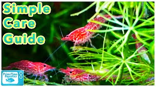 Cherry Shrimp Care and Breeding Neocaridina Species Profile [upl. by Alemahs3]