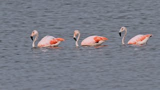 Birding Ecuador 2011 4k Part 7 Going south Puerto Hondo amp Ecuasal Feb 12 [upl. by Haelhsa982]