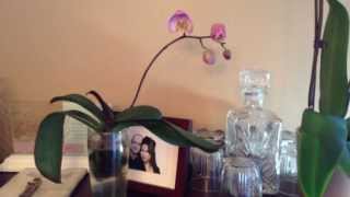 20130202  My phalaenopsis orchid grown in water medium has bloomed [upl. by Carrington]