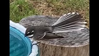 Beautiful but hyperactive Grey fantail has a bath – Australian bird getting quite fluffy [upl. by Narag]