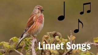 LINNET SONGS MP3 [upl. by Nedac]