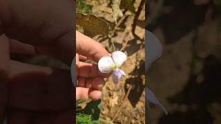 Cowpeas from baker Creek natural organicgardening garden heirloom organic nature plants fyi [upl. by Leotie]