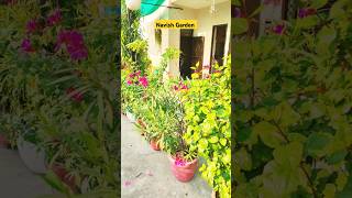 Winter flowering plants shortsfeed garden gardentips gardendesign gardening gardengingtips [upl. by Chen]