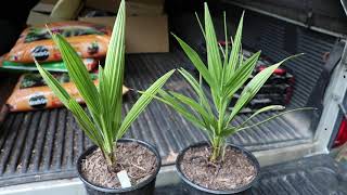 Chamaerops Humilis Palm Update  Mediterranean Fan PalmEuropean Fan Palm [upl. by Oikim37]