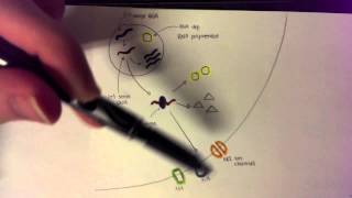 Influenza Virus Replication [upl. by Ayanaj]