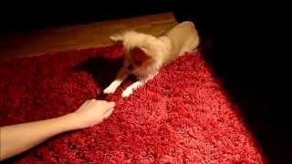 10 Chihuahua Tricks for Beginners  10 Chihuahua Tricks für Anfänger Dog Tricks [upl. by Yelsew291]