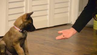 Belgian Malinois—Mishka—7 weeks old learning quotCenter RollOver Heelquot [upl. by Branen433]