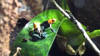 Ranitomeya fantastica Varadero courting [upl. by Annaoi]