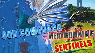 OUR GREAT COMEBACK amp Meatrunning Sentinels  Wiu Wiu  ARK Ascended Official PvP [upl. by Nylrehs757]