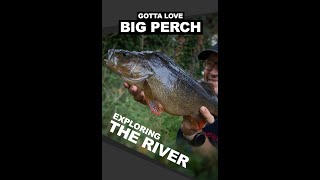 Perch fishing on rivers  Hunting for a biggun lurefishing perchfishing perchfishinguk [upl. by Dib]