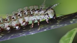 Lonomia Obliqua  The most dangerous caterpillar in the world [upl. by Dierdre]