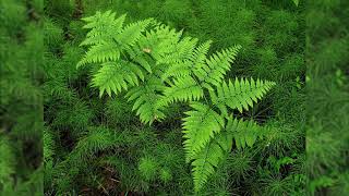 Bracken  Pteridium aquilinum Identification and characteristics [upl. by Yrian]