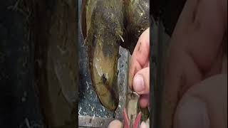 Stones in hoof necrotic state asmr hoof [upl. by Decca761]