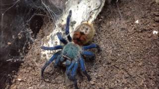 Chromatopelma cyaneopubescens l6 feeding [upl. by Anihtyc]