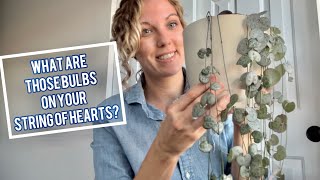 What are those bulbs on your string of hearts [upl. by Ruthe]