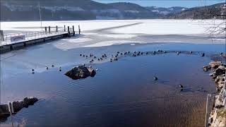 Impressionen Titisee Hochschwarzwald Winter 2022 [upl. by Barbaresi]