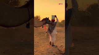 Tute Bajuband Ri Loom Rajasthani Ghoomar  Seema Mishra Song  Veena Music shorts [upl. by Retsub902]