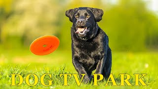 NO ADSDOG TV LIVE Calming Park Scenery for Dogs  AntiBoredom Music to Relax Dogs at Home Alone [upl. by Akirre]