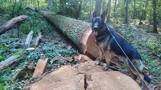 Cablage de tête de frêne débardage de 1 m forestmen [upl. by Neelyam]