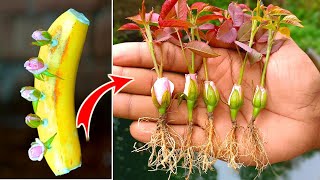 How to grow rose from bud  rose 🌹 plant in home garden 🏡  rose plant growing amazing technique [upl. by Geraldine]