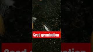 Seed germination process seed germination [upl. by Wells]