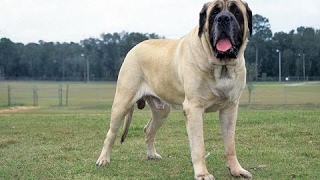 English Mastiff  Biggest Dog in the World [upl. by Sass]