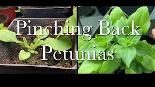 How to Pinch Back Petunia Seedlings for Fuller Growth  Petunias Series Episode 3 [upl. by Brose922]