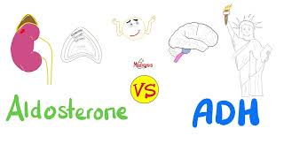 Aldosterone vs Antidiuretic Hormone ADH — Na H2O — Kidney Physiology Series [upl. by Komsa]