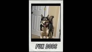 Funny dogs Tamil voice video 🤣 [upl. by Acimot]