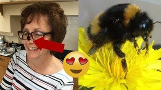 Woman Rescues Bumblebee Queen And Now They Are Best Buddies [upl. by Erodisi475]