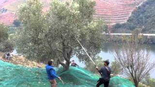 How to harvest olives [upl. by Photima385]