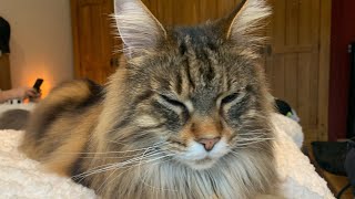 Cute Maine Coon Cat Chattering At Birds [upl. by Zehcnas20]