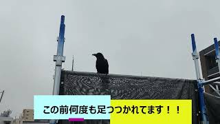 インチキアンテナ工事バスターは今日も行く【横浜川崎近郊のアンテナ工事】株式会社日本住設 [upl. by Arammahs]