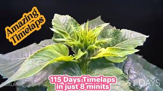 115 days Making Video in just 8 Mints Timelaps  Amazing video  plants Growing [upl. by Ayar]