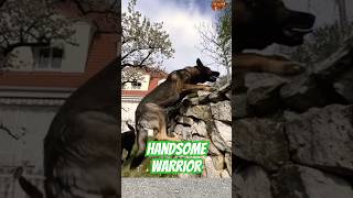 Dog Training Malinois germanshepherd malinois chó becgie pubg [upl. by Anaiq238]