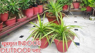 Pandanus plant care tips ornamental plant growing secret [upl. by Rhoda948]