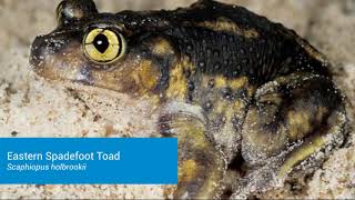 Eastern spadefoot toad [upl. by Yhtac]