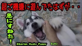 ご機嫌に遊んでいたがこたつに頭をぶつけ拗ねてしまったハスキー犬がかわいい Husky puppy [upl. by Sakhuja]