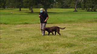 New Way to Teach Heeling with Bill Hillmann and Watermarks Flying Cloud MH [upl. by Meryl]