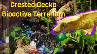 Crested Gecko Bioactive Terrarium Build [upl. by Yetsirhc]