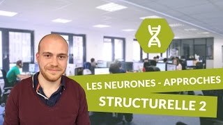 SVT BAC S  Les neurones  approches structurelle et fonctionnelle PARTIE 2 [upl. by Aihcrop330]