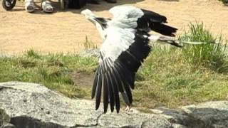 Le Serpentaire du Puy du Fou slow motion [upl. by Akli]