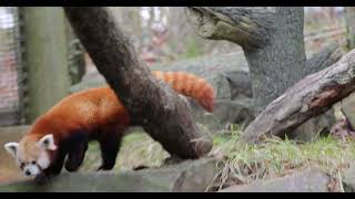 Untrusting Red Panda [upl. by Boykins]