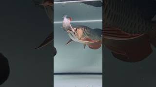 ⚠️ Arowana Eat Piranha Fish 🐉🐟 arowana ytshorts shorts [upl. by Helenka]