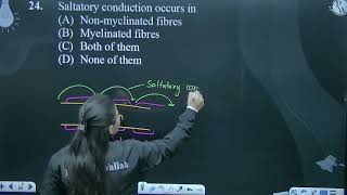 Saltatory conduction occurs in [upl. by Enaxor]