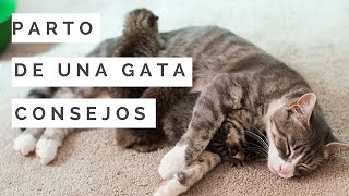 Parto de una gata signos y consejos  Mascoteando EC [upl. by Tnarud]