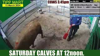 TIPPERARY TOWN MART 9nd MAR 2023 calves amp cows [upl. by Corty]