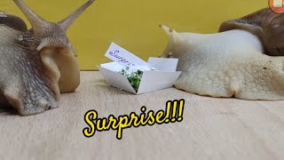 Surprise Timelapse 🐌 petsnails timelapse [upl. by Aber]